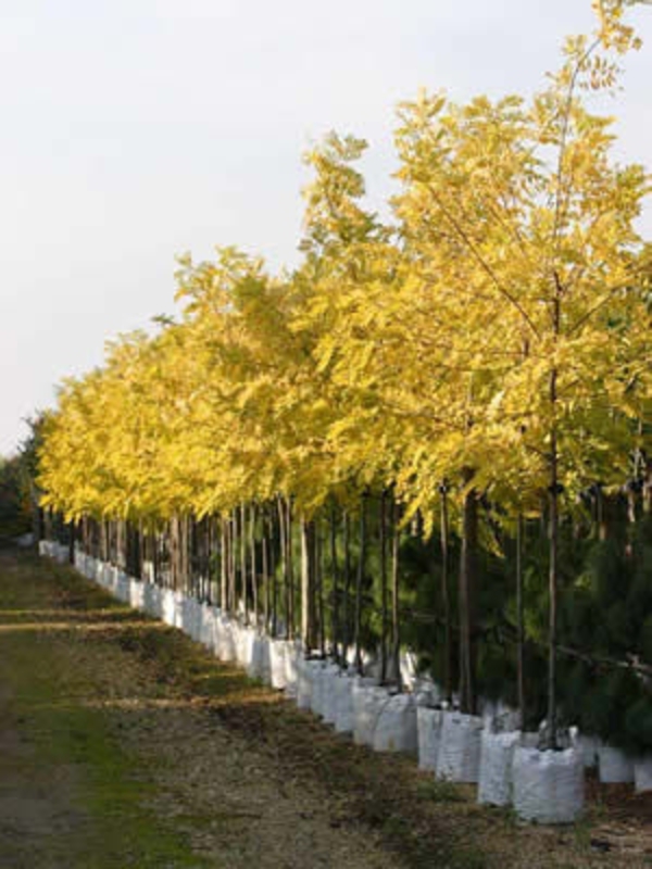 Акация золотистая Фризия (Frisia)