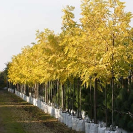 Акация золотистая Фризия (Frisia)