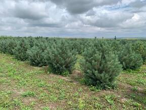Сосна обыкновенная Ватерери (Watereri)