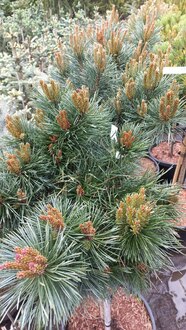 Сосна обыкновенная Ватерери (Watereri)