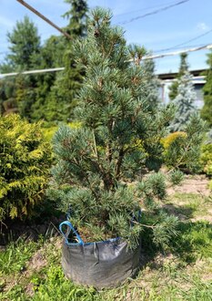 Сосна обыкновенная Ватерери (Watereri)