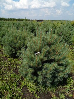 Сосна обыкновенная Ватерери (Watereri)