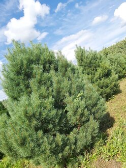 Сосна обыкновенная Ватерери (Watereri)