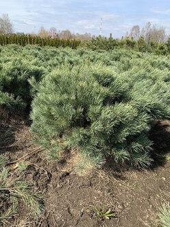Сосна обыкновенная Ватерери (Watereri)