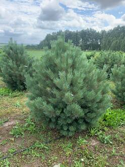 Сосна обыкновенная Ватерери (Watereri)