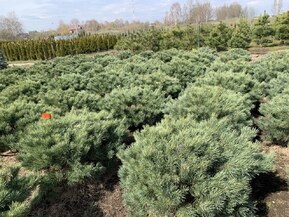 Сосна обыкновенная Ватерери (Watereri)