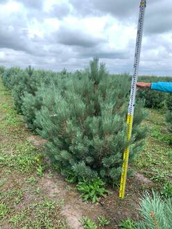 Сосна обыкновенная Ватерери (Watereri)