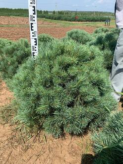 Сосна обыкновенная Ватерери (Watereri)