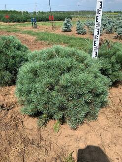 Сосна обыкновенная Ватерери (Watereri)