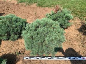 Сосна обыкновенная Ватерери (Watereri)