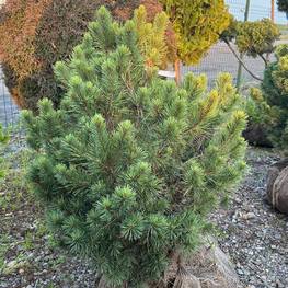 Сосна обыкновенная Ватерери (Watereri)