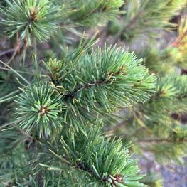 Сосна обыкновенная Ватерери (Watereri)