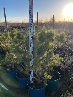 Сосна обыкновенная Ватерери (Watereri) Солитер