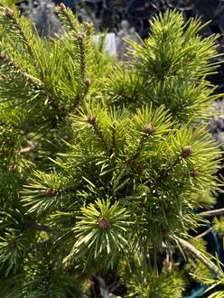 Сосна обыкновенная Ватерери (Watereri) Солитер