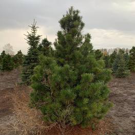 Сосна скрученная "Pinus contorta" Солитер
