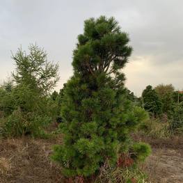 Сосна скрученная Пинус конторта (Pinus contorta) Солитер