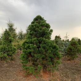 Сосна скрученная Пинус конторта (Pinus contorta) Солитер