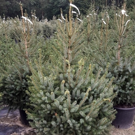 Ель сербская Пицея оморика (Picea Omorika)