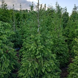 Ель сербская Пицея оморика (Picea Omorika)