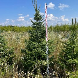 Ель сербская Пицея оморика (Picea Omorika)