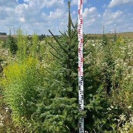 Ель сербская Пицея оморика (Picea Omorika)