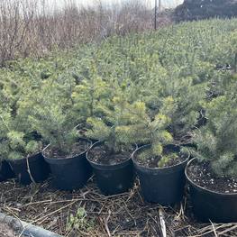 Ель сербская Пицея оморика (Picea Omorika)