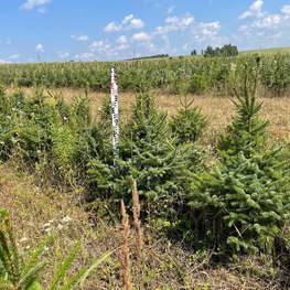 Ель сербская Пицея оморика (Picea Omorika)