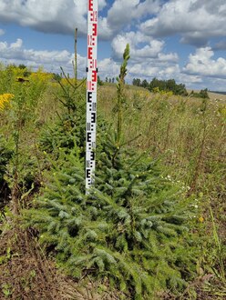 Ель сербская Пицея оморика (Picea Omorika)