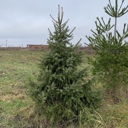 Ель сербская Пицея оморика (Picea Omorika)
