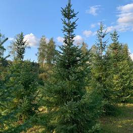 Ель сербская Пицея оморика (Picea Omorika)