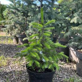 Ель сербская Пицея оморика (Picea Omorika)