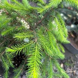 Ель сербская (Picea Omorika)