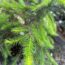 Ель сербская Пицея оморика (Picea Omorika)