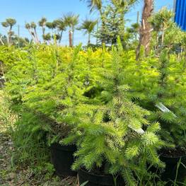 Ель сербская Пицея оморика (Picea Omorika)