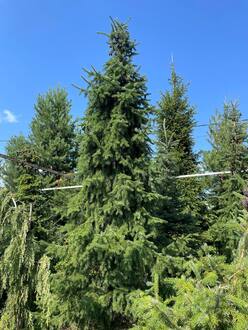 Ель сербская Пицея оморика (Picea Omorika)