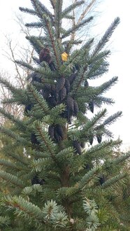 Ель сербская Пицея оморика (Picea Omorika)