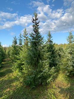 Ель сербская Пицея оморика (Picea Omorika)