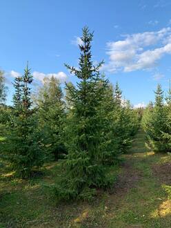 Ель сербская Пицея оморика (Picea Omorika)