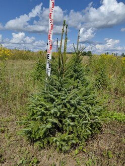 Ель сербская Пицея оморика (Picea Omorika)