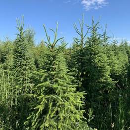 Ель сербская Пицея оморика (Picea Omorika)