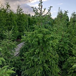 Ель сербская Пицея оморика (Picea Omorika)