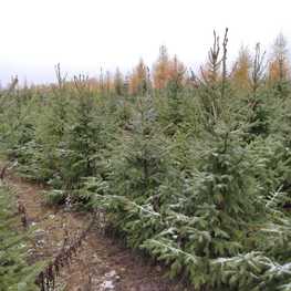 Ель сербская Пицея оморика (Picea Omorika)