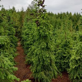 Ель сербская Пендула (Pendula)