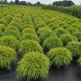 Кипарисовик Сан Голд (Sun Gold)