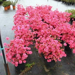 Азалия японская (Azalea)