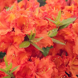 Азалия листопадная Гибралтар (Gibraltar)