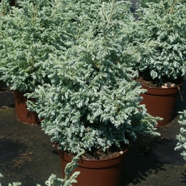 Кипарисовик горохоплодный Буливард (Boulevard)