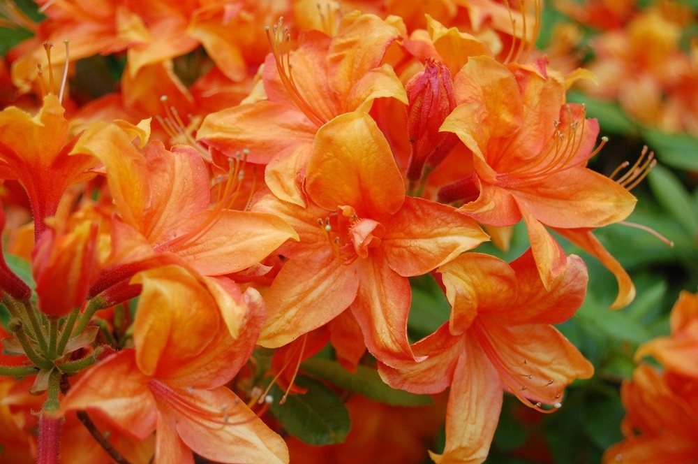 Азалия листопадная Голден Игл (Golden Eagle)