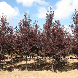 Черемуха виргинская Канада Ред (Canada Red)