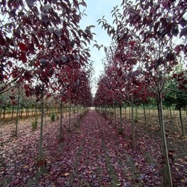 Черемуха виргинская Канада Ред (Canada Red)